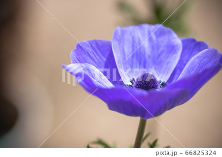アネモネの花　春イメージ 66825324