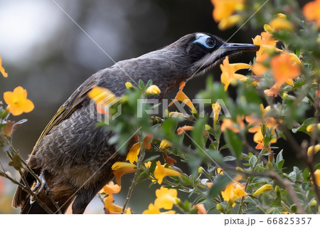 アオガオヤマミツスイ　Melidectes belfordi 野鳥 66825357