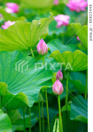 蓮 蓮 66825448