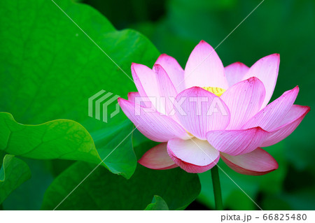 蓮 66825480