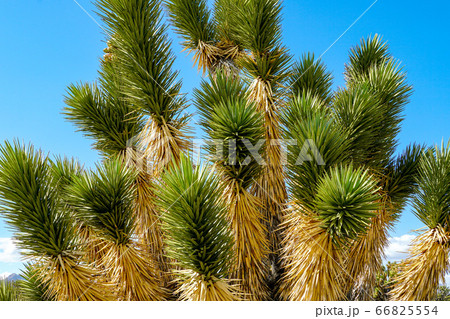 Joshua Tree National Park. American desert national park in southeastern California. 66825554