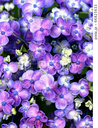 紫陽花 66825633