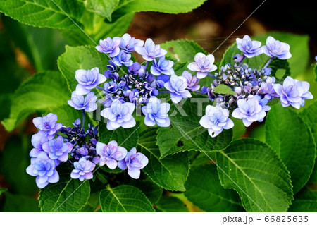 紫陽花 66825635