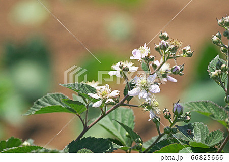 白いブラックベリーの花 白いブラックベリーの花 66825666