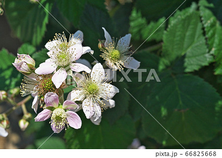 白いブラックベリーの花 白いブラックベリーの花 66825668