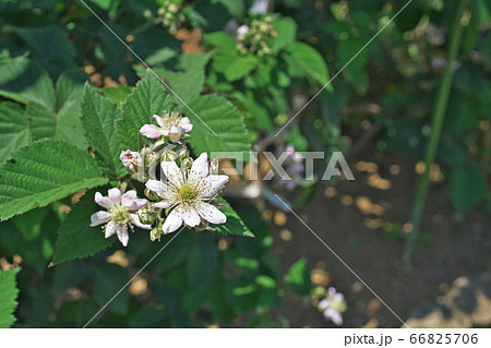 白いブラックベリーの花 白いブラックベリーの花 66825706