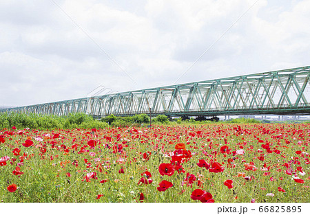 小松川運動公園のポピー畑 小松川運動公園のポピー畑 66825895