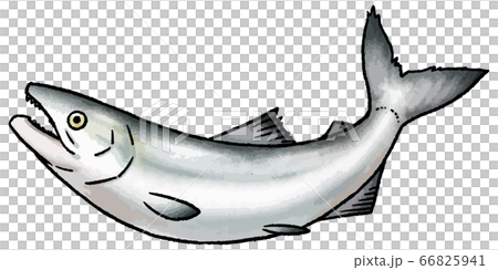 三文魚的手繪的矢量圖 66825941