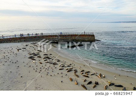 Sea lions and seals napping on a cove under the sun at La Jolla, San Diego, California. Sea lions and seals napping on a cove under the sun at La Jolla, San Diego, California. 66825947