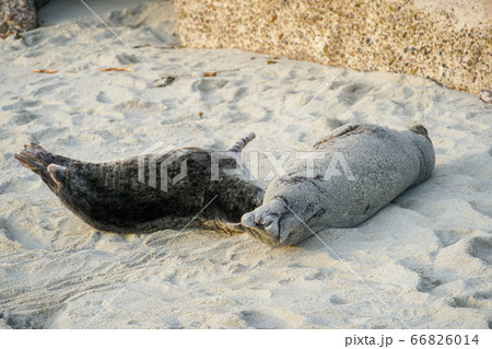 Sea lions and seals napping on a cove under the sun at La Jolla, San Diego, California.  66826014