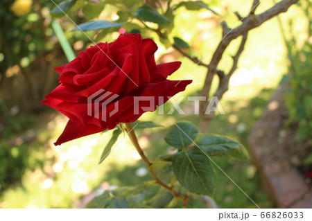 バラ　赤　ピンク　薔薇 66826033