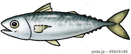 鯖の手描きベクターイラストのイラスト素材