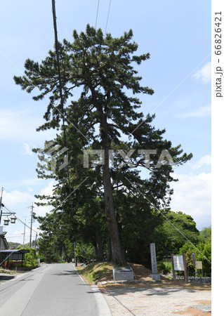 御油の松並木 66826421