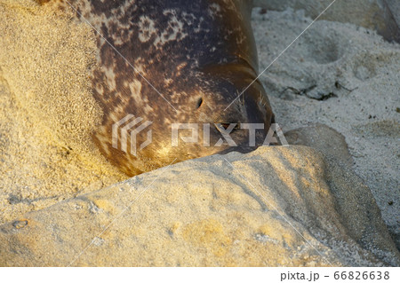 Sea lions and seals napping on a cove under the sun at La Jolla, San Diego, California.  66826638