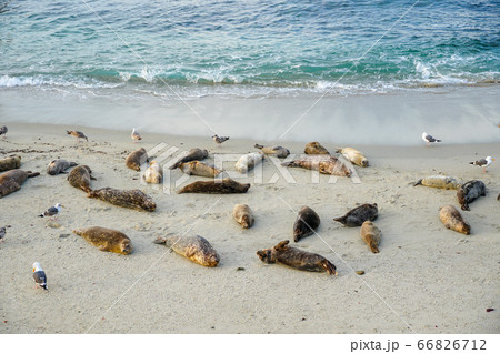 Sea lions and seals napping on a cove under the sun at La Jolla, San Diego, California.  66826712