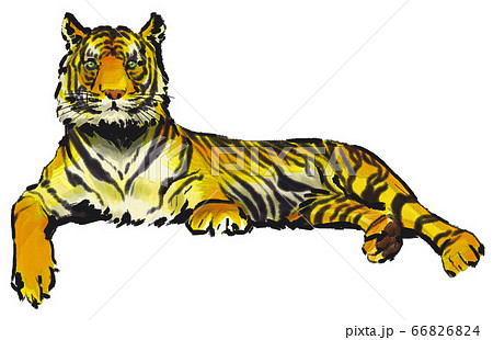 横になる寅のイラスト素材 [66826824] - PIXTA