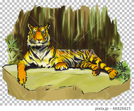 Lying tiger background Lying tiger background 66826825