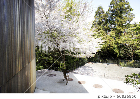 広島 弥山 弥山展望台からの眺め 山頂 広島 弥山 弥山展望台からの眺め 山頂 66826950