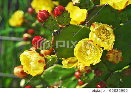黄色いウチワサボテンの花 66826996