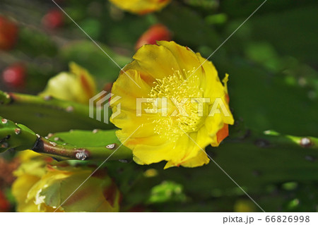 黄色いウチワサボテンの花 66826998