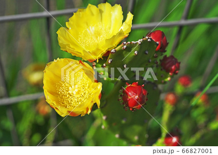 黄色いウチワサボテンの花 66827001