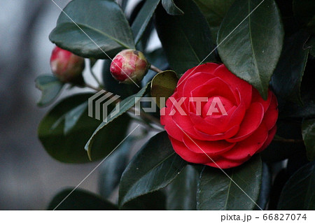 つばき　山茶花 66827074