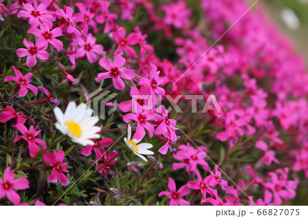 芝ザクラ 春の日 芝ザクラ 春の日 66827075