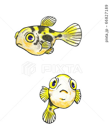 熱帯魚 淡水フグ アベニィパファのイラスト素材 6671