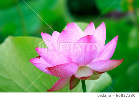 蓮 蓮 66827230