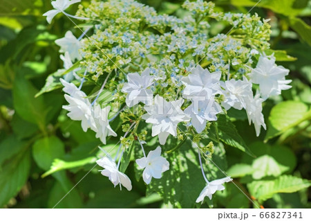 隅田の花火という額紫陽花 66827341