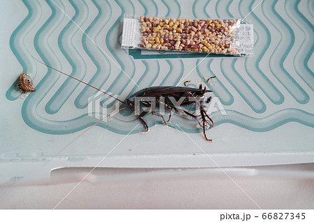 捕獲器の粘着シートに捕まった一匹のゴキブリ 66827345