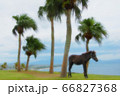 馬とヤシの木　 66827368