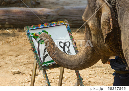 Elephant drawing flowers Thailand Elephant Conservation Center Charles Griffin has been exhibited in various applications. Elephant drawing flowers Thailand Elephant Conservation Center Charles Griffin has been exhibited in various applications. 66827846