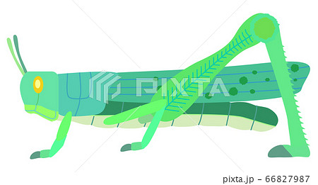 バッタ 孤独相 蝗害のイラスト素材