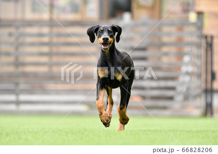 ドッグランで遊ぶドーベルマンのパピー 66828206