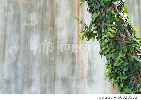 Abstract plant wall background. 66828532
