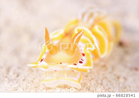 アカテンイロウミウシ その⑨ アカテンイロウミウシ その⑨ 66828541