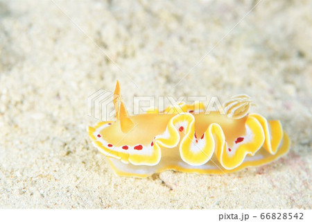 アカテンイロウミウシ その10 アカテンイロウミウシ その10 66828542