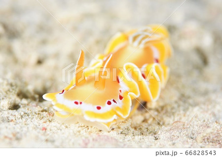 アカテンイロウミウシ その11 アカテンイロウミウシ その11 66828543
