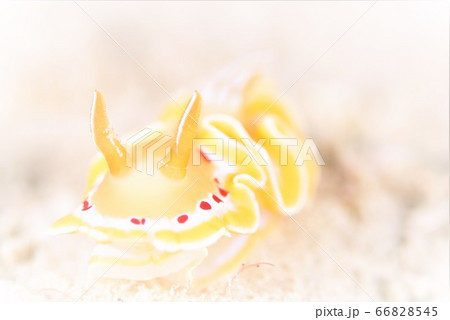 アカテンイロウミウシ その13 アカテンイロウミウシ その13 66828545