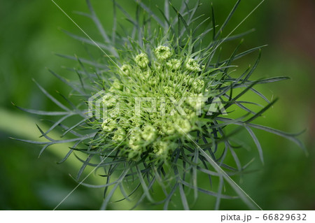 人参の花 白い花 葉や花の蕾は天麩羅おいしい 家庭菜園 畑 野菜 イメージ素材の写真素材 人参の花 白い花 葉や花の蕾は天麩羅おいしい 家庭菜園 畑 野菜 イメージ素材の写真素材