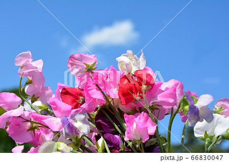 たくさん育った色とりどりのスイートピー、花畑、家庭菜園、畑、花壇、花イメージ素材 66830047