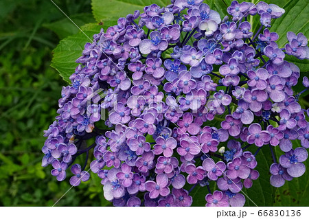 アジサイ　小花 66830136