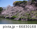 千鳥ヶ淵の桜 66830168