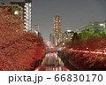 目黒川の桜の夜景 66830170