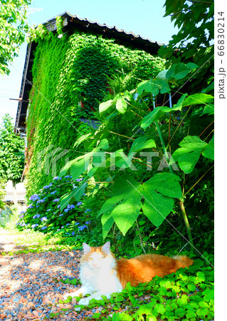 蔦の絡まる家屋と横たわる猫 蔦の絡まる家屋と横たわる猫 66830214