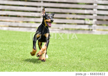 ドッグランで遊ぶドーベルマン 66830822