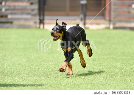 ドッグランで遊ぶドーベルマン 66830833