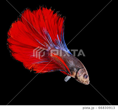 Siamese fighting fish,Betta splendens,red fish on a black background, Halfmoon Betta, with clipping path 66830913