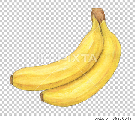 バナナ2本 手描き 水彩のイラスト素材